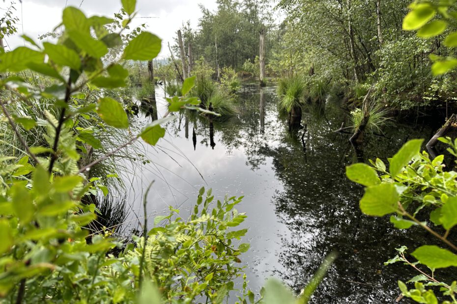 Im Van durch den Norden Deutschlands Niedersachen Schleswig-Holstein Tister Bauernmoor 10