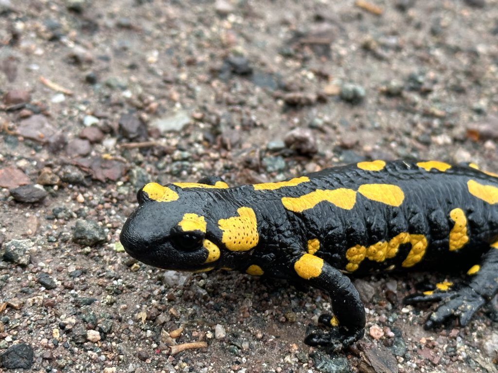 Im-Van-um-die-Ostsee-Vanlife-Deutschland-Thueringer-Wald-Feuersalamander