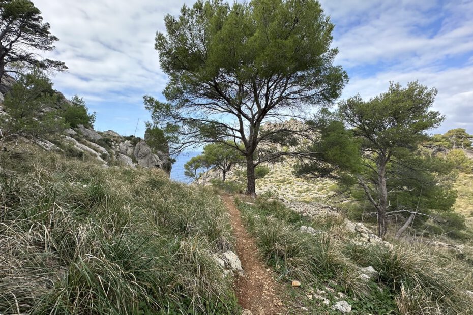 Vanlife Mallorca Insel-Vanlife Spanien Pinien