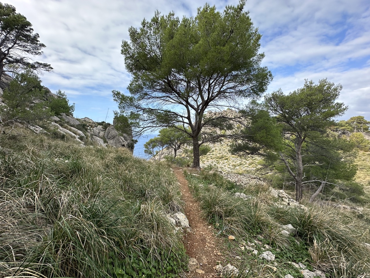 Vanlife Mallorca Insel-Vanlife Spanien Pinien