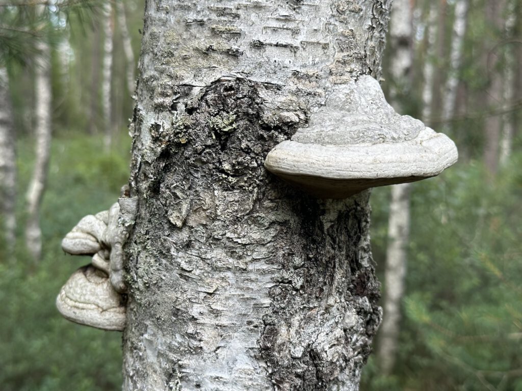 Vanlife Schweden Store Mosse Nationalpark Wanderung Baumpilze