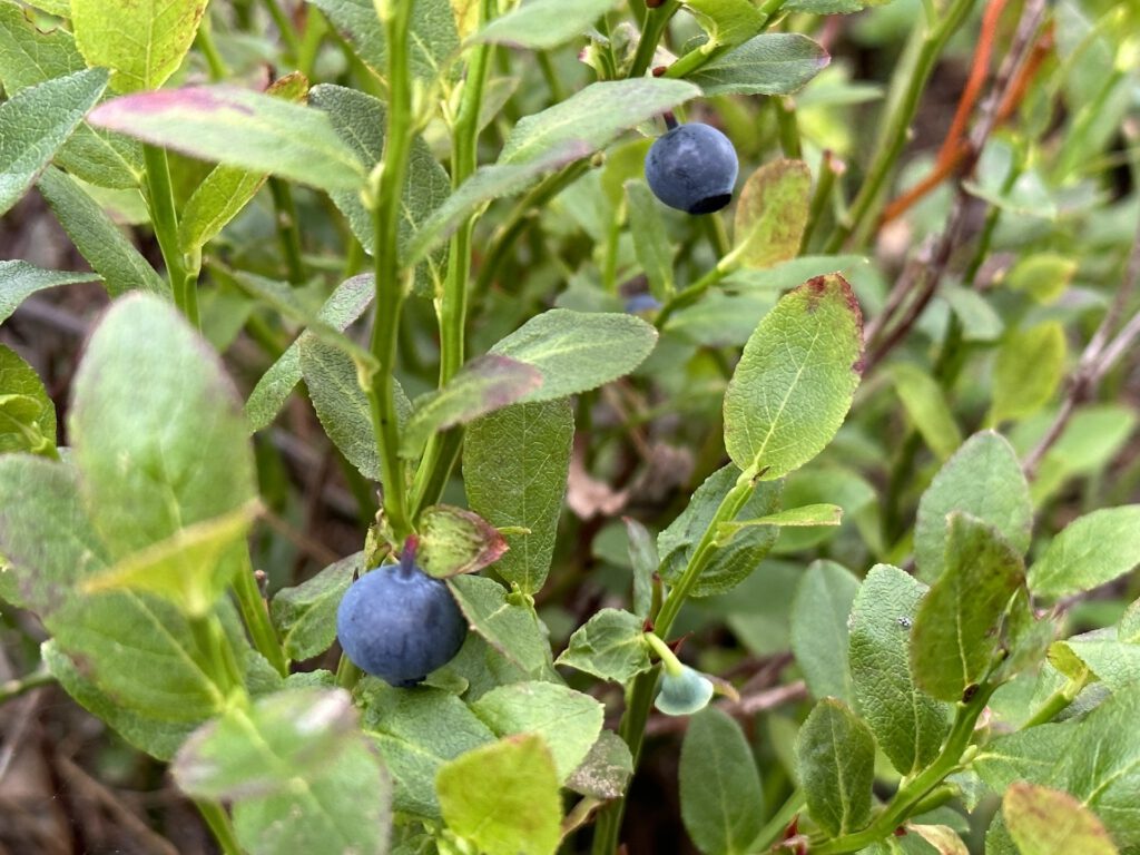 Vanlife Schweden Store Mosse Nationalpark Wanderung Blaubeeren