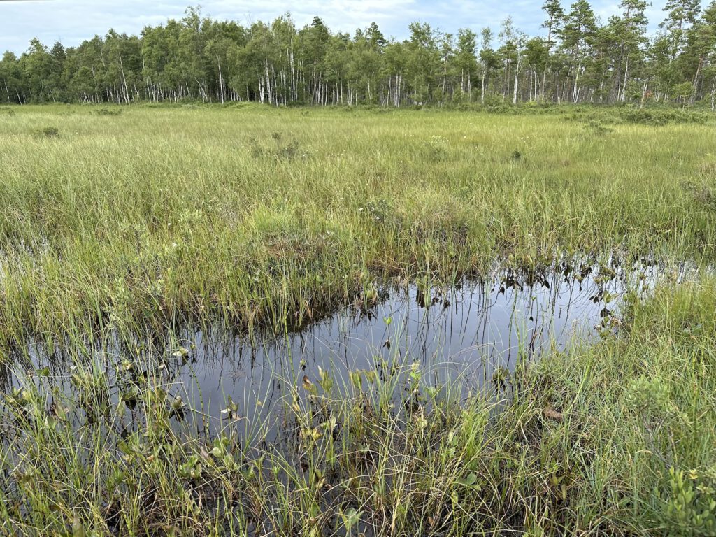 Vanlife Schweden Store Mosse Nationalpark Wanderung Moor