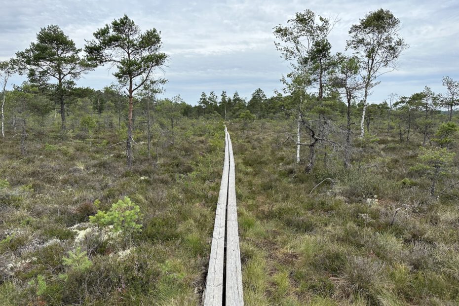 Vanlife Schweden Store Mosse Nationalpark Wanderung Wandern Steg 2