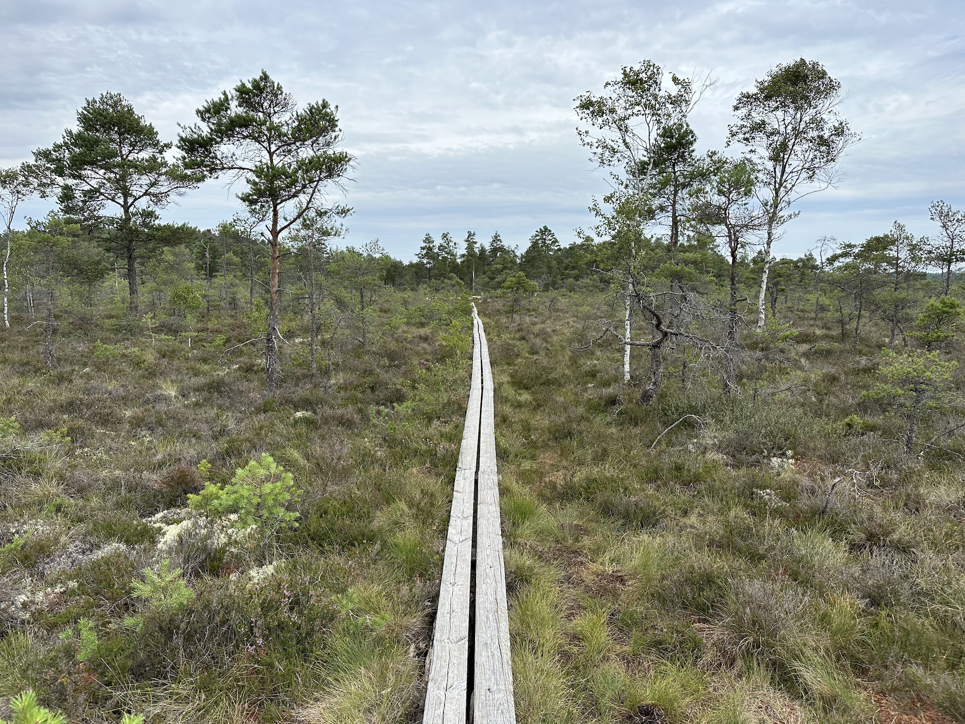 Vanlife Schweden Store Mosse Nationalpark Wanderung Wandern Steg 2