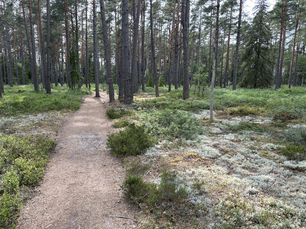 Vanlife Schweden Store Mosse Nationalpark Wanderung Wald